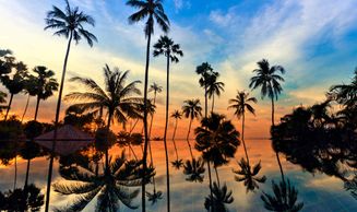 Coconut trees silhouetted against a twilight sky