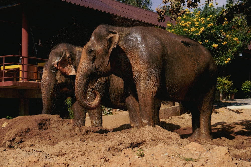 Visit Koh Samui’s elephant sanctuary